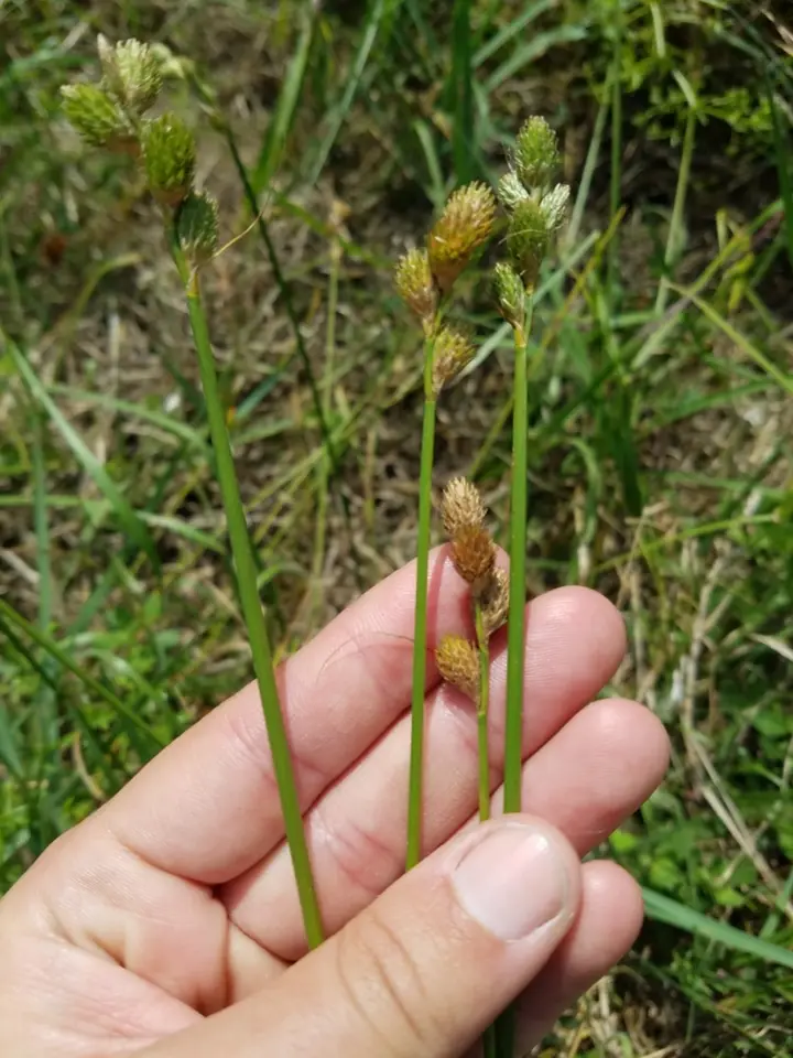Florida Hammock Sedge (Carex vexans)