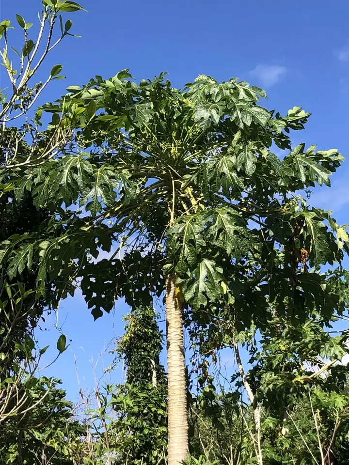 Papaya (Carica papaya)