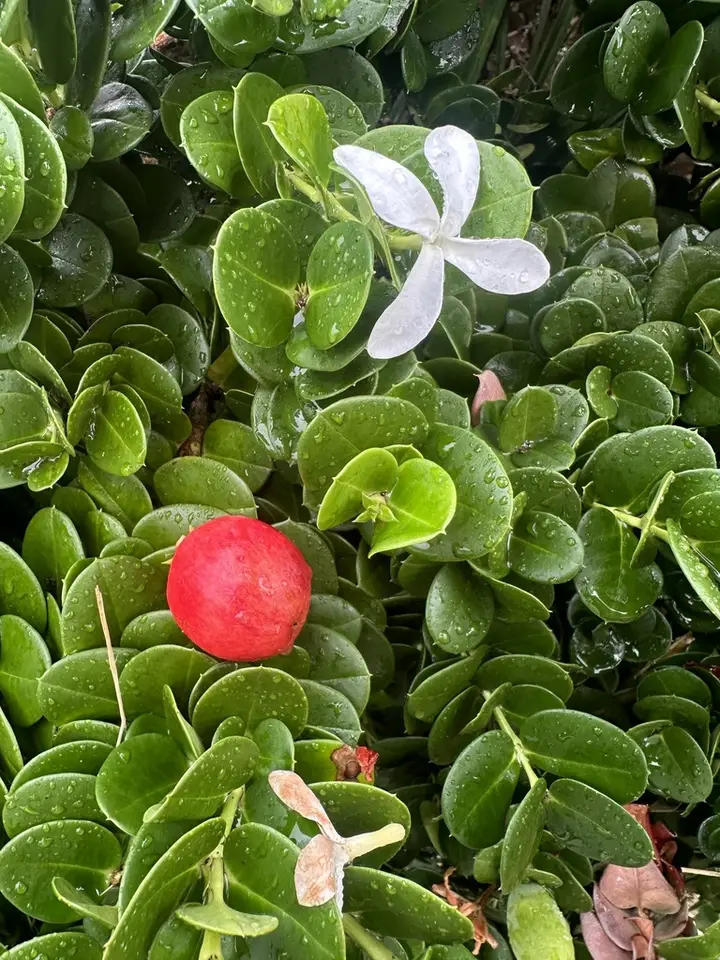 Natal Plum (Carissa macrocarpa)