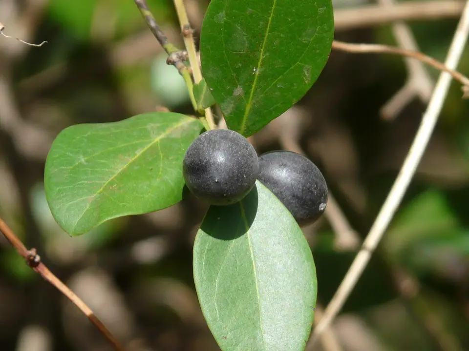 Bush Plum (Carissa spinarum)