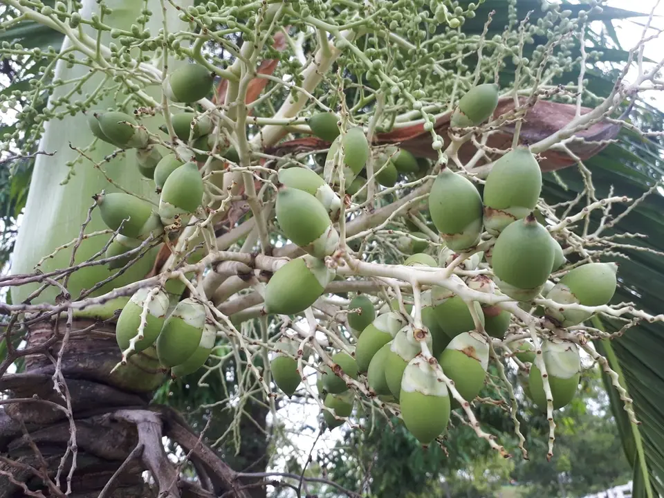 Carpentaria Palm (Carpentaria acuminata)
