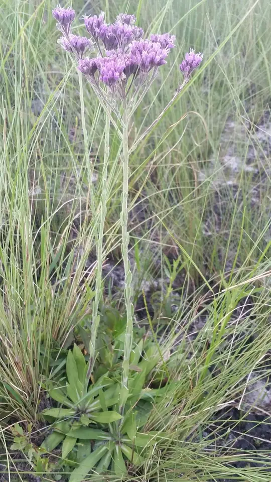 Pineland Chaffhead (Carphephorus carnosus)