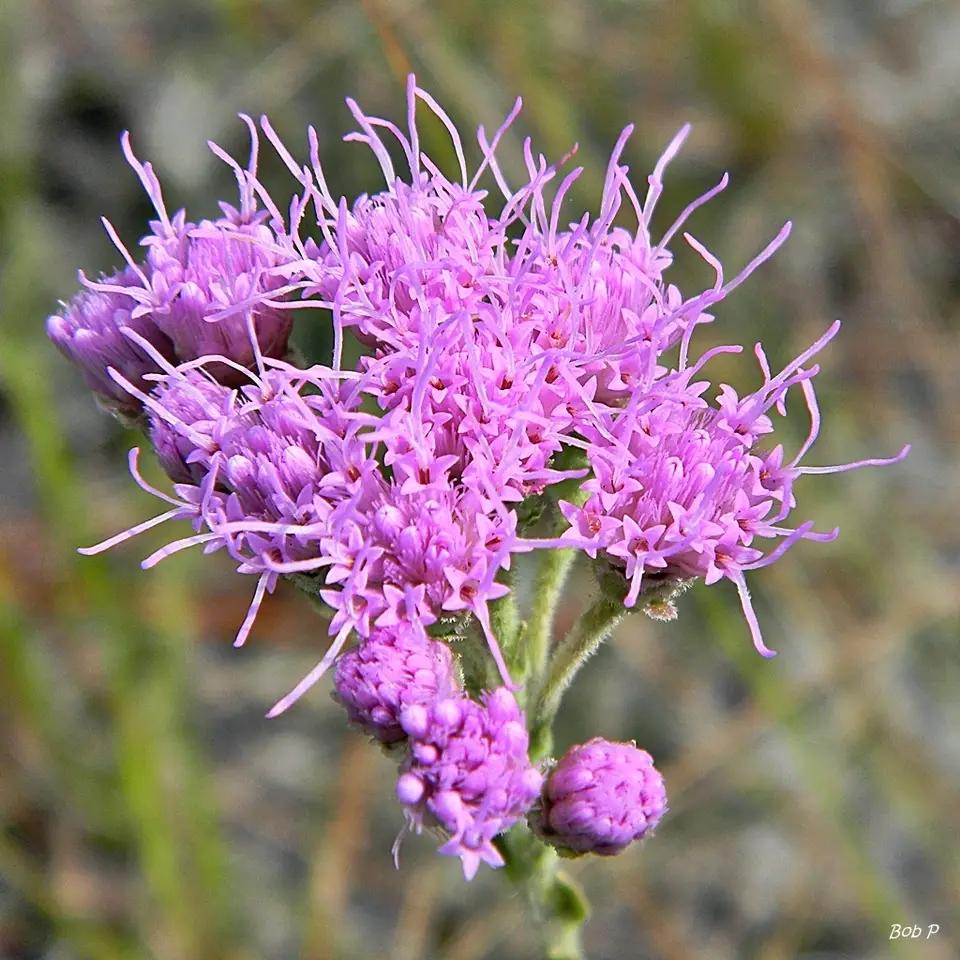 Coastalplain Chaffhead (Carphephorus corymbosus)
