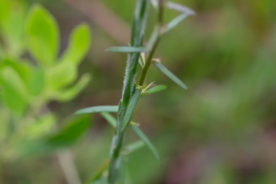 Bristleleaf Chaffhead (Carphephorus pseudoliatris)