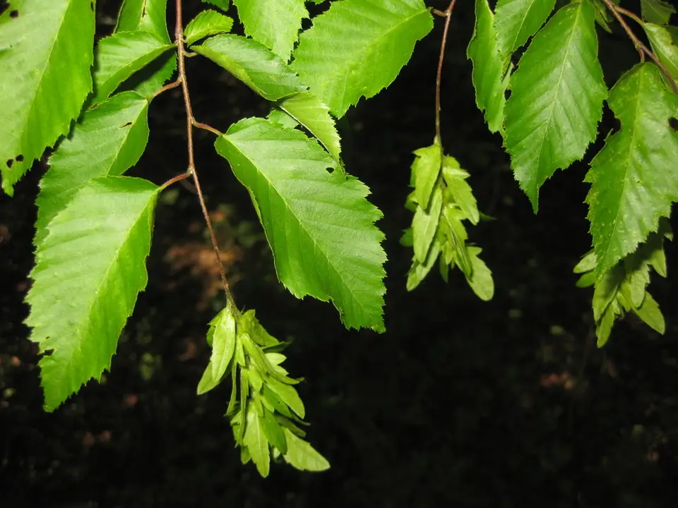 American Hornbeam (Carpinus caroliniana)