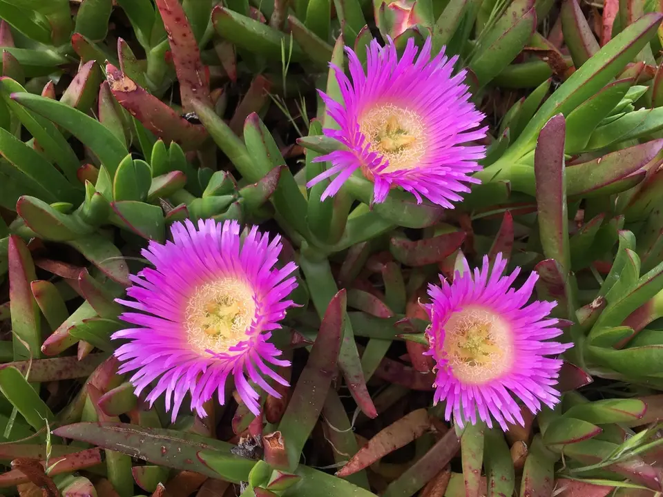 Chilean Sea Fig (Carpobrotus chilensis)