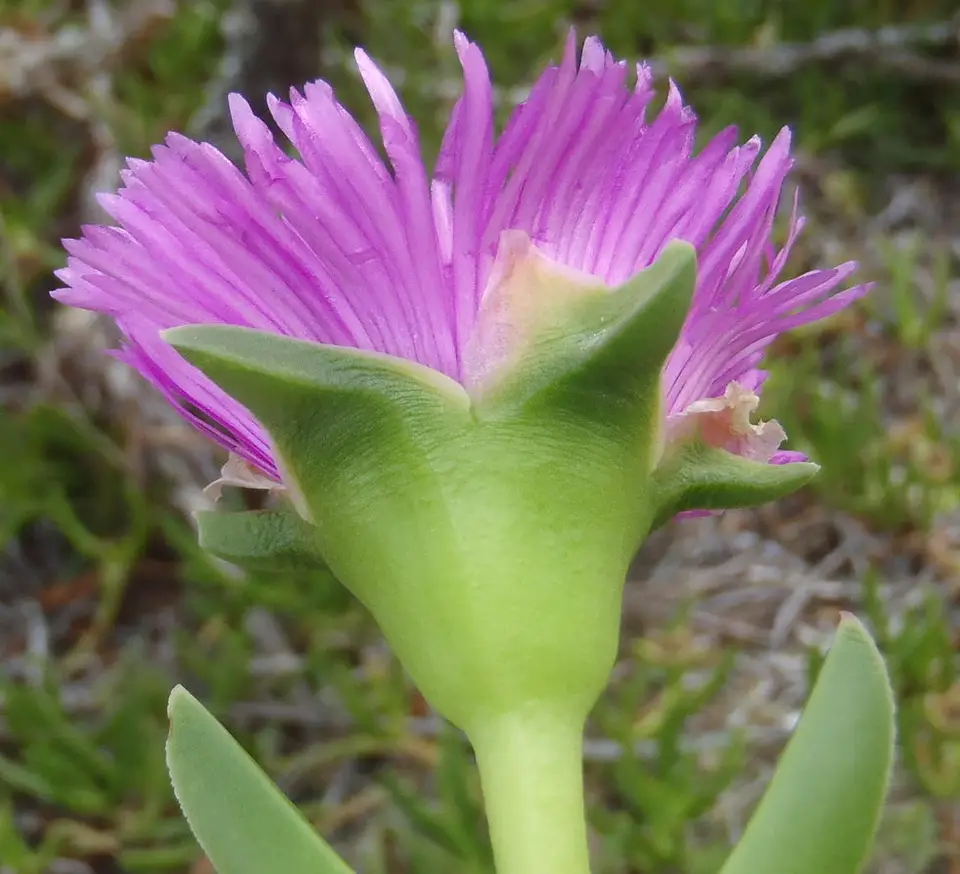 Delicious Sourfig (Carpobrotus deliciosus)