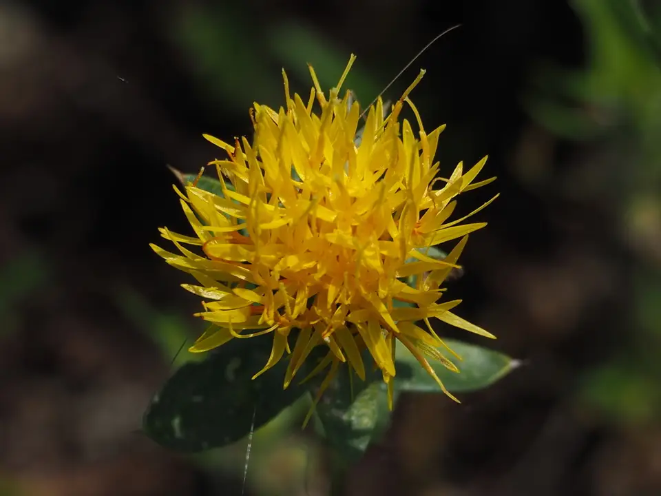 Safflower (Carthamus tinctorius)