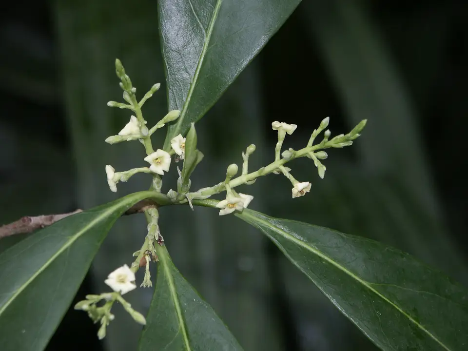 American Olive (Cartrema americanum)