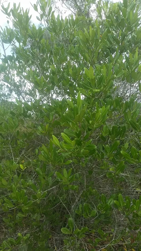 Scrub Wild Olive (Cartrema floridanum)