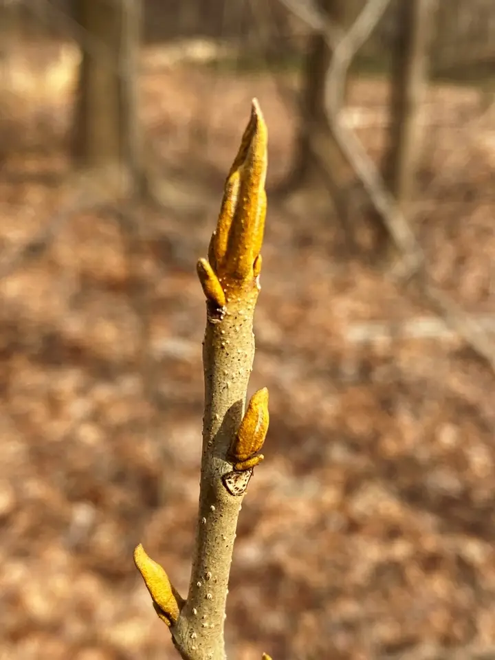 Bitternut Hickory (Carya cordiformis)