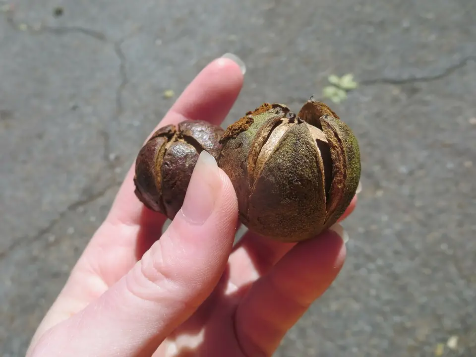 Pignut Hickory (Carya glabra)