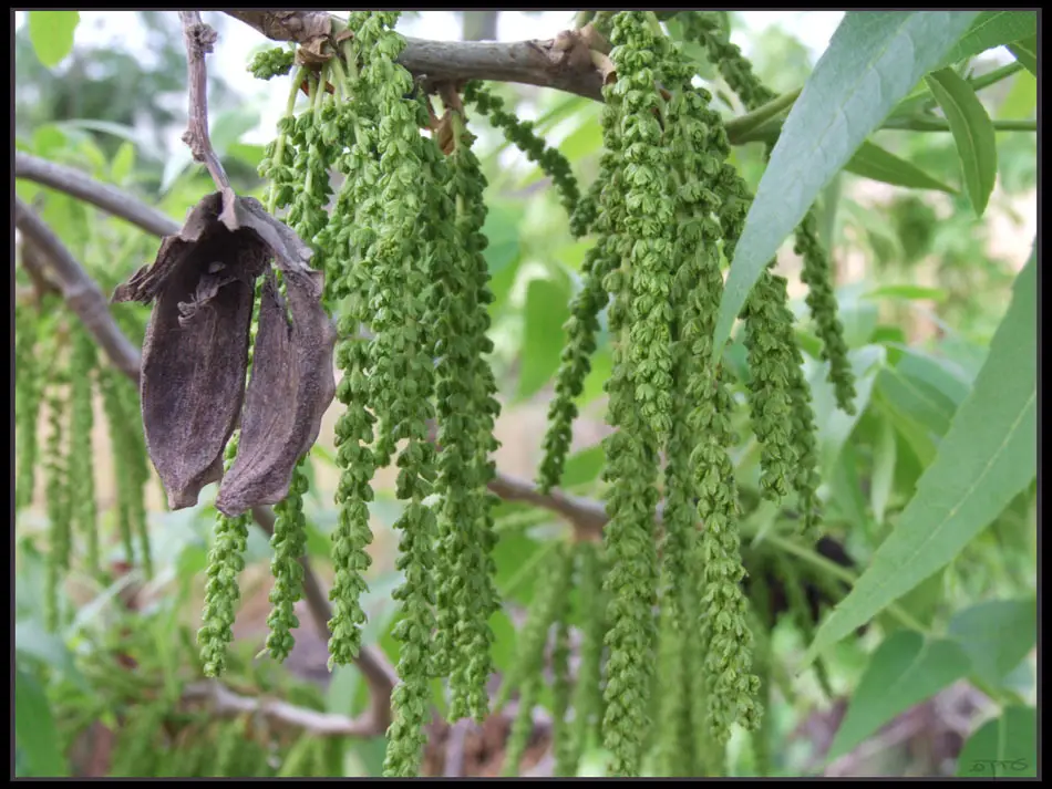 Pecan (Carya illinoinensis)