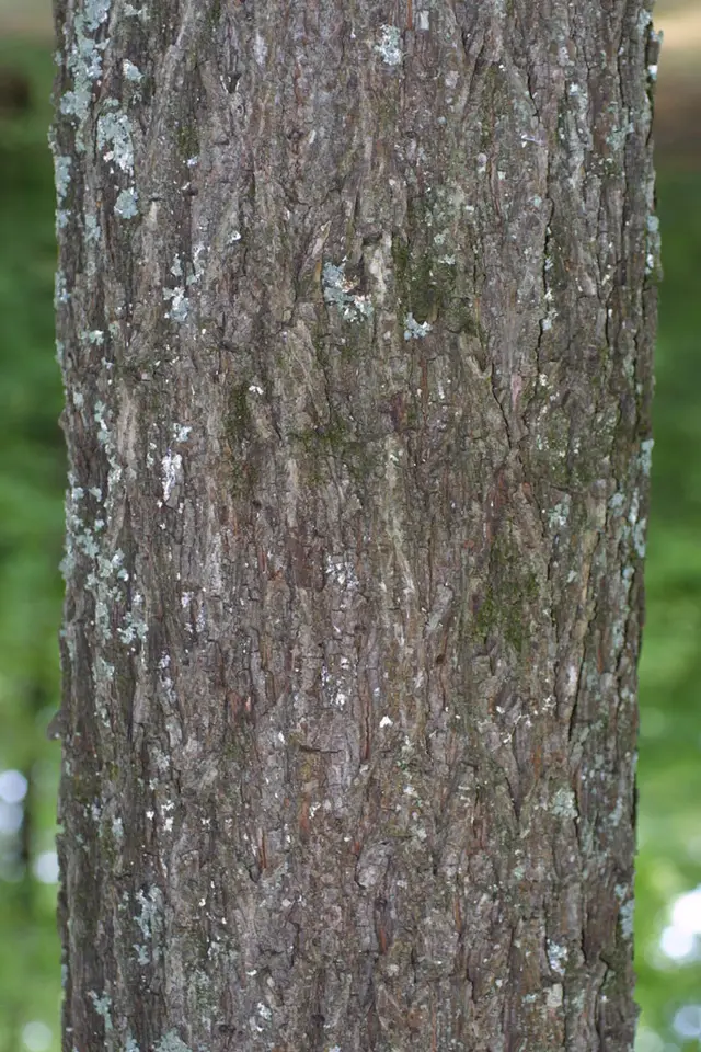Sand Hickory (Carya pallida)