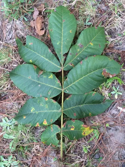 Mockernut (Carya tomentosa)