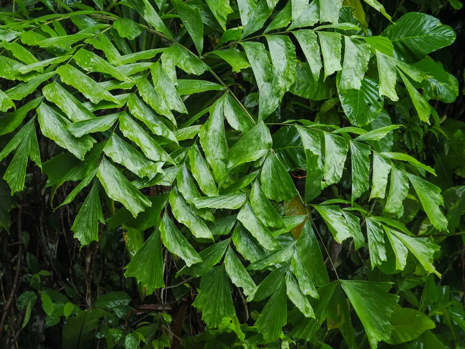 Burmese Fishtail-Palm (Caryota mitis)