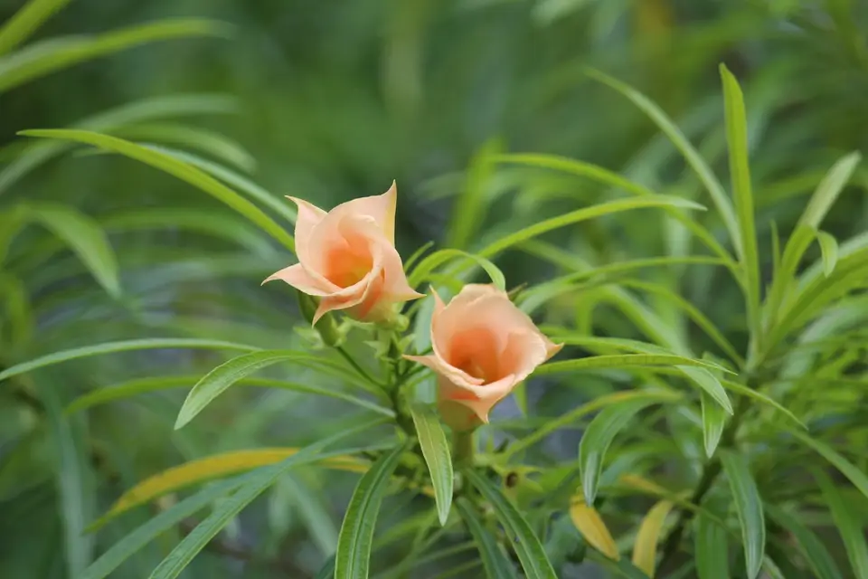 Be-Still Tree (Cascabela thevetia)