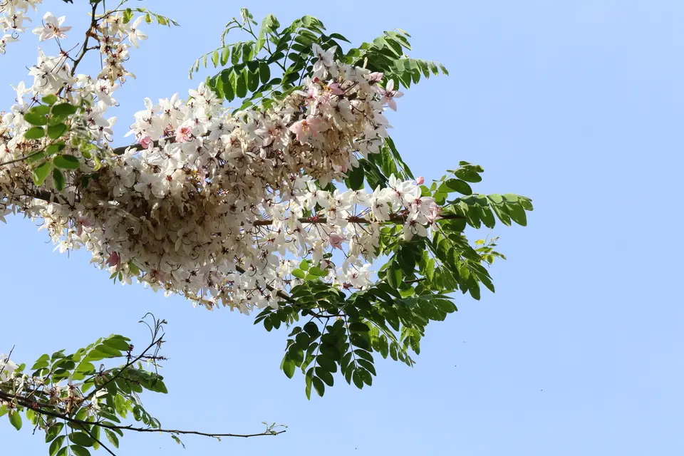 Cassia bakeriana (Cassia bakeriana)