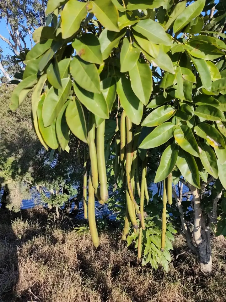 Golden Shower Tree (Cassia fistula)