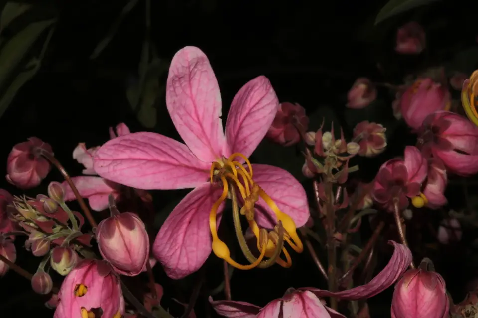 Java Cassia (Cassia javanica)