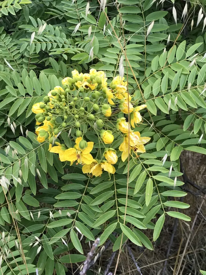 Gold Medallion Tree (Cassia leptophylla)
