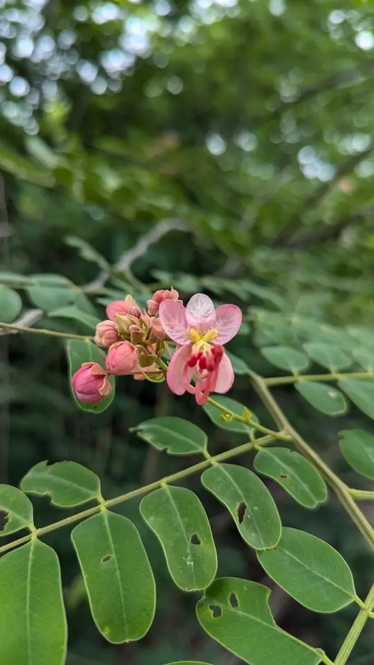 Roxburgh's Cassia (Cassia roxburghii)