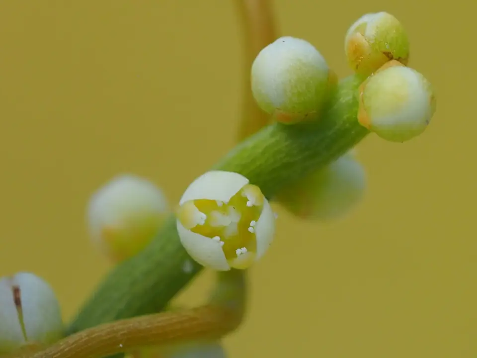 Laurel Dodder (Cassytha filiformis)