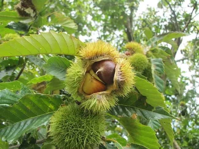 Chinese Chestnut (Castanea mollissima)