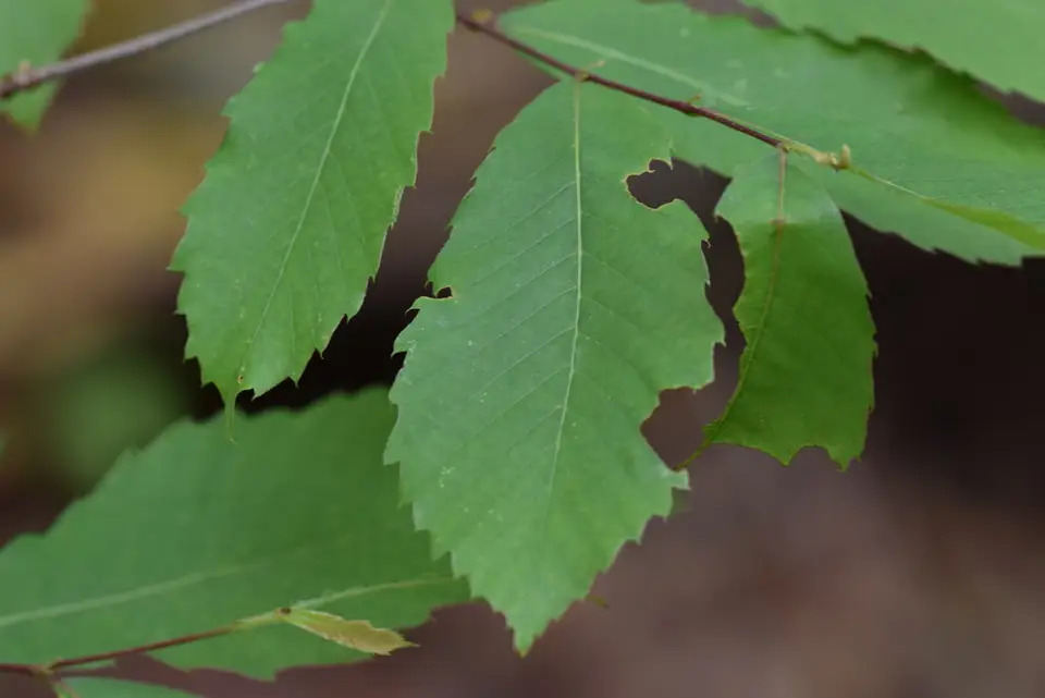 Allegheny Chinquapin (Castanea pumila)