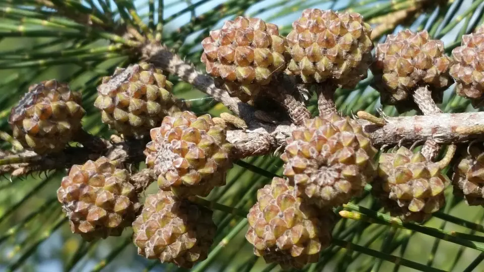 River Sheoak (Casuarina cunninghamiana)