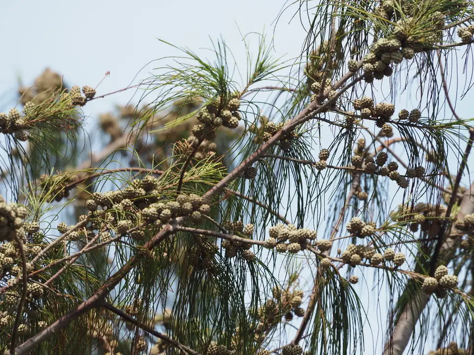 Australian Pine (Casuarina equisetifolia)