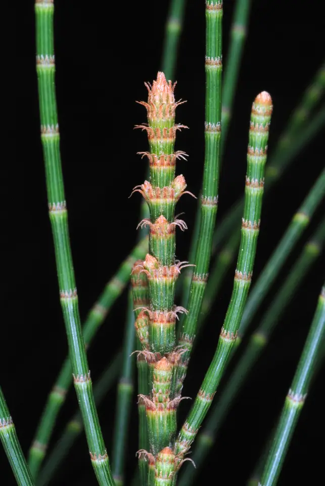 Suckering Australian Pine (Casuarina glauca)