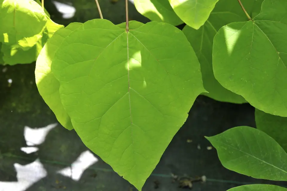 Southern Catalpa (Catalpa bignonioides)