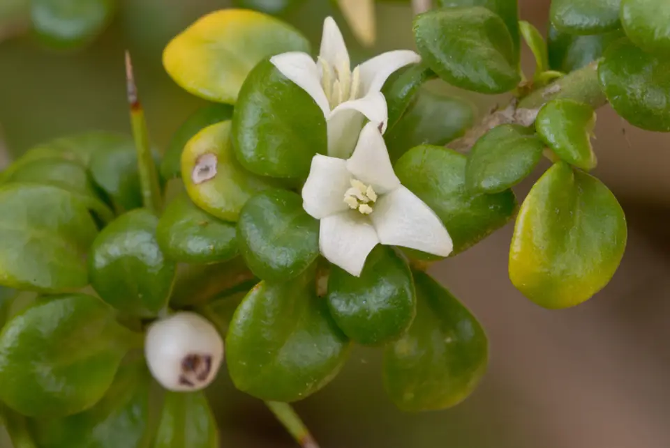 Smallflower Lilythorn (Catesbaea parviflora)