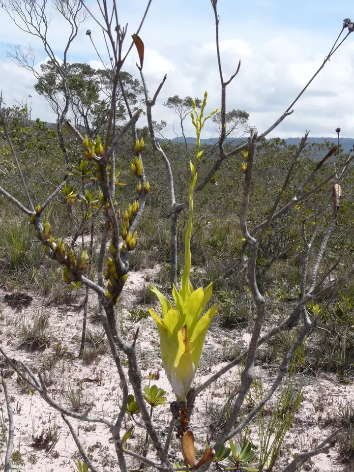 Powdery-Strap Bromeliad (Catopsis berteroniana)