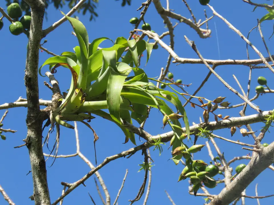Nodding Catopsis (Catopsis nutans)