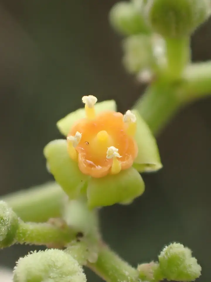 Bushkiller (Causonis japonica)