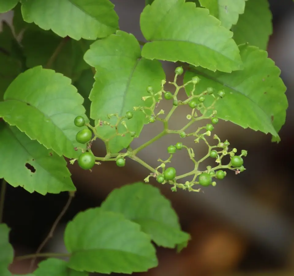 Three-Leaved Wild Vine (Causonis trifolia)