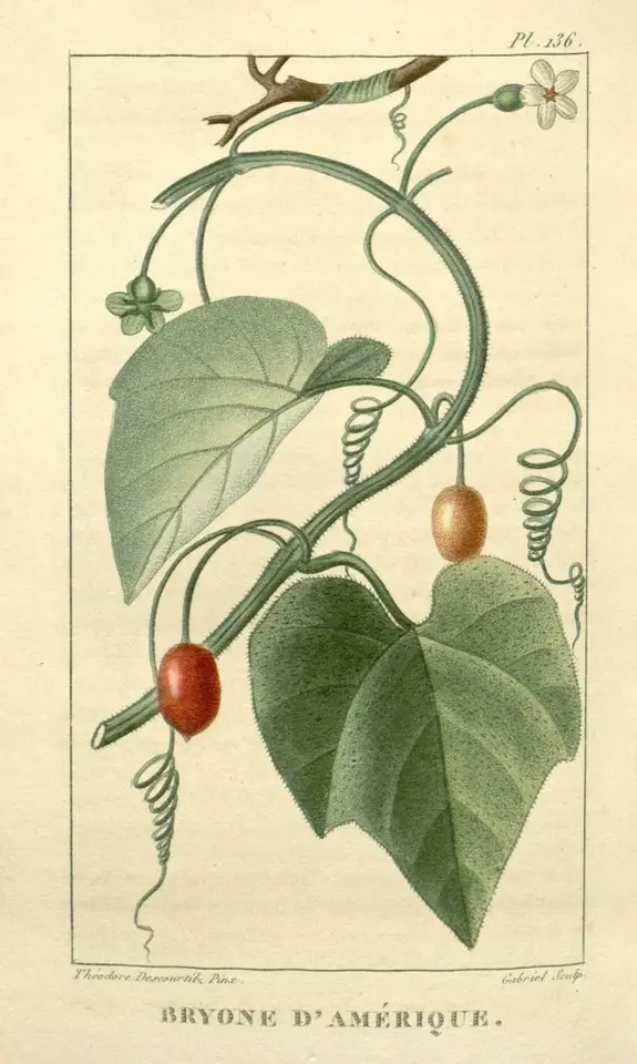 American Melonleaf (Cayaponia americana)