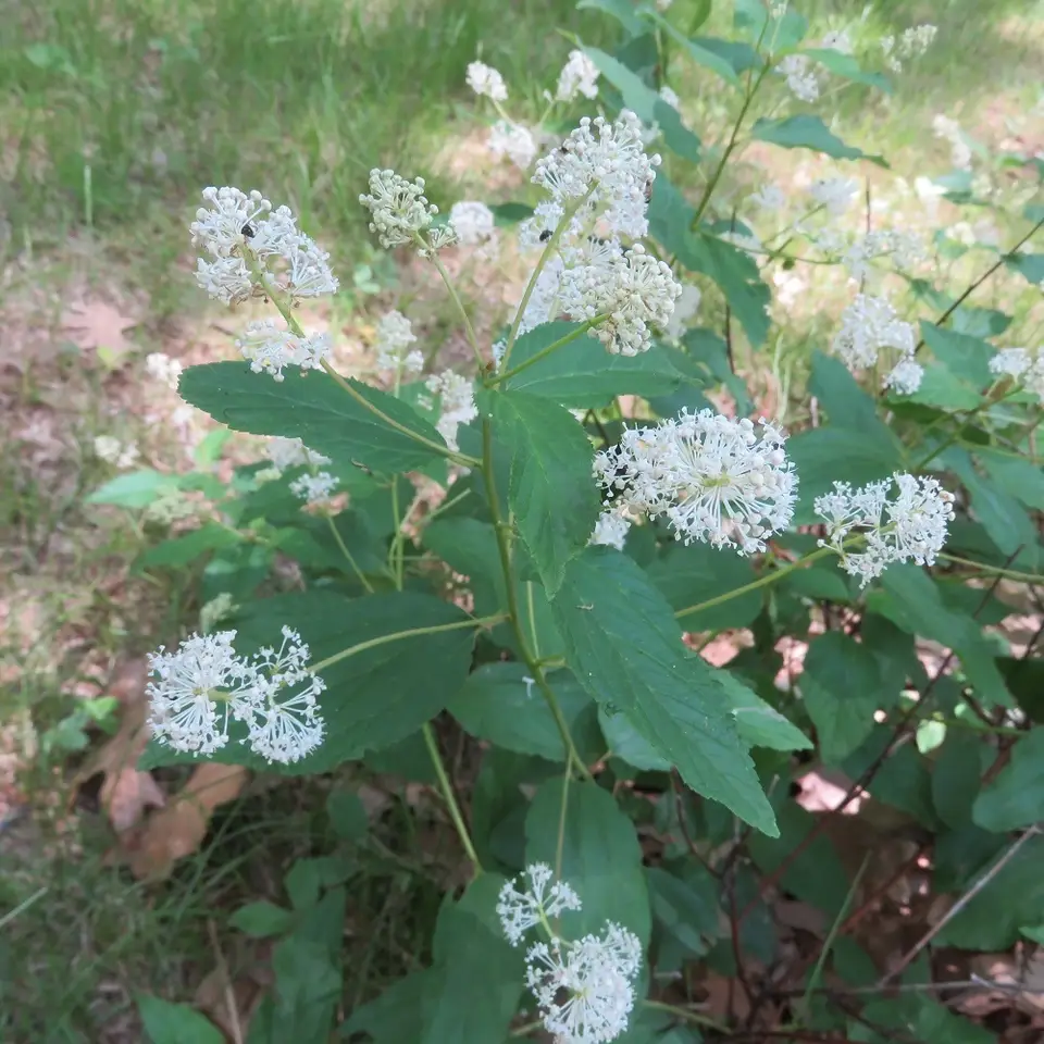 New Jersey Tea (Ceanothus americanus)