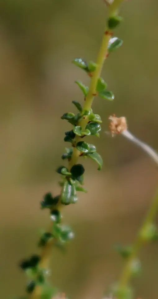 Littleleaf Buckbrush (Ceanothus microphyllus)
