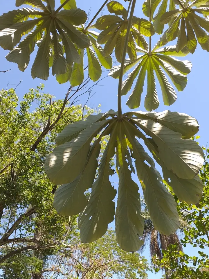Pumpwood (Cecropia pachystachya)