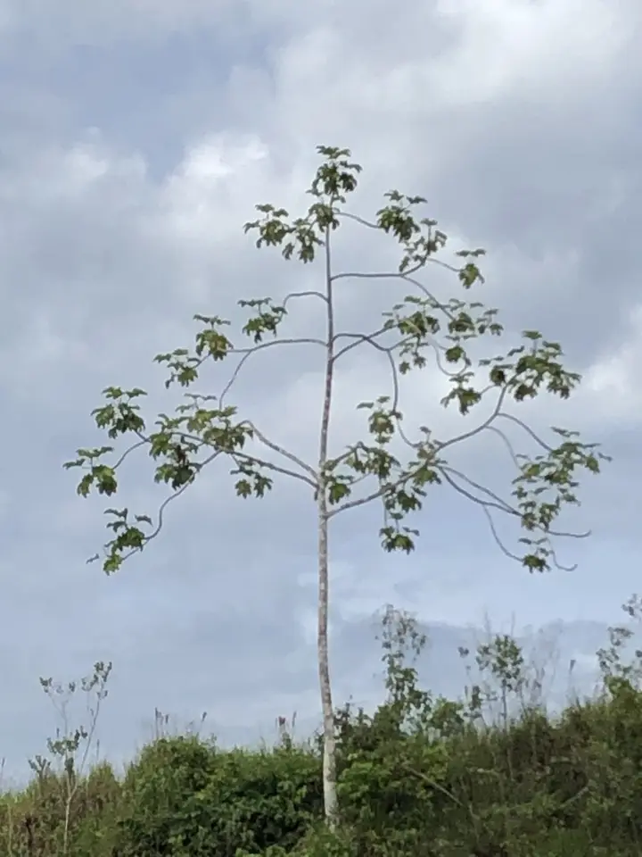 White Cecropia (Cecropia polystachya)