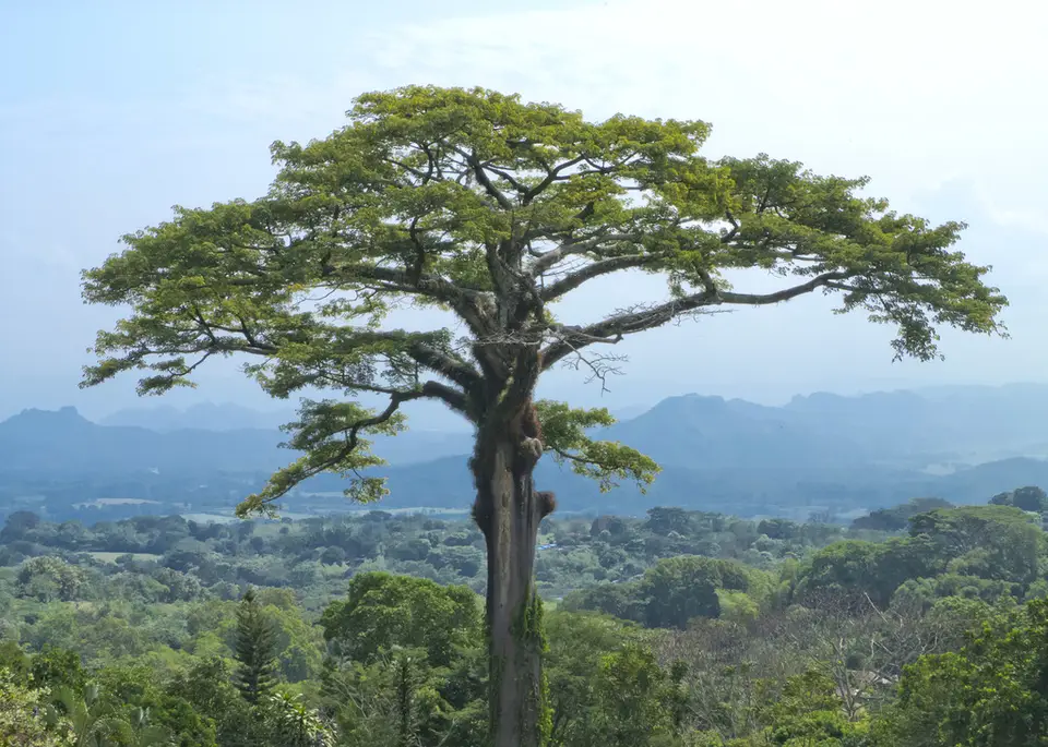 Kapok Tree (Ceiba pentandra)