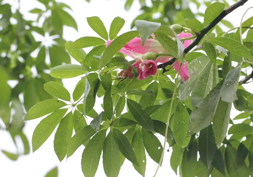 Silk Floss Tree (Ceiba speciosa)