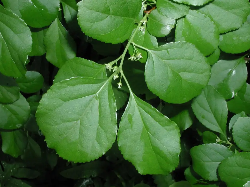 Asian Bittersweet (Celastrus orbiculatus)