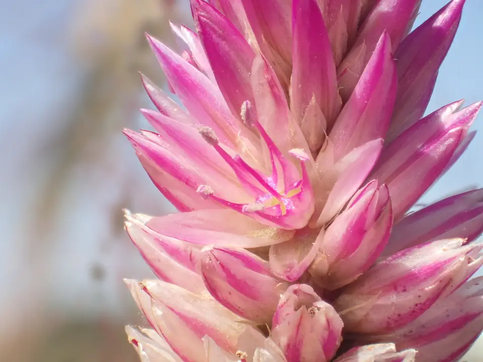 Quail Grass (Celosia argentea)
