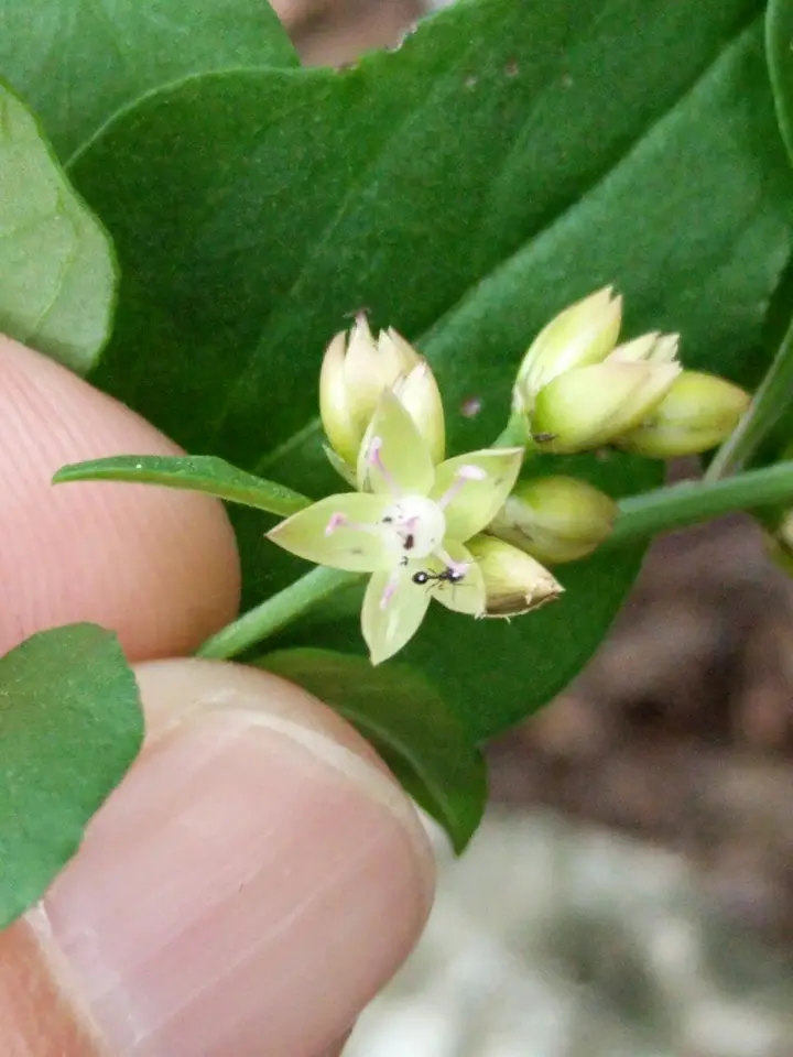 West Indian Cock's Comb (Celosia nitida)