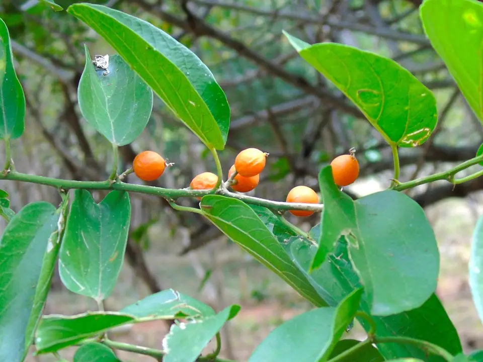 Spiny Hackberry (Celtis iguanaea)