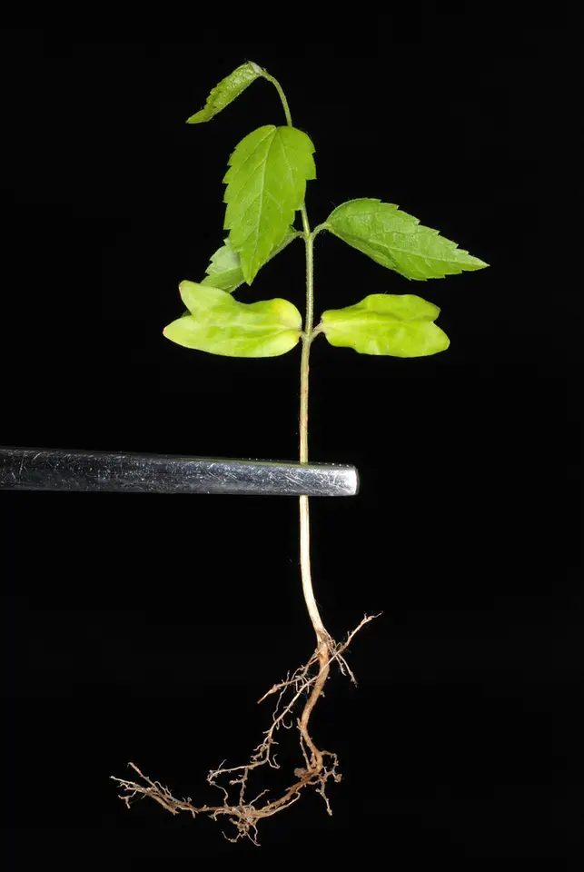 Sugar Hackberry (Celtis laevigata)